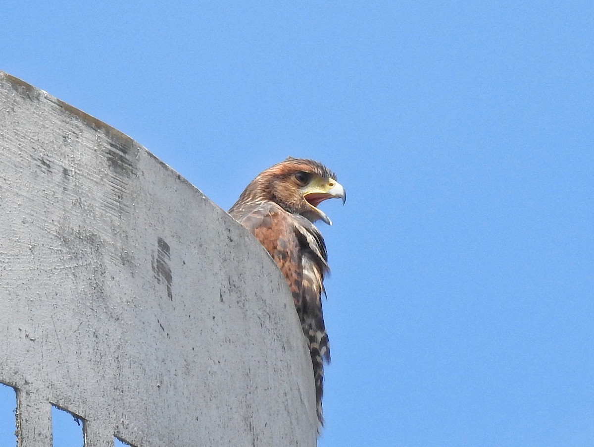 Harris's Hawk - ML646531332