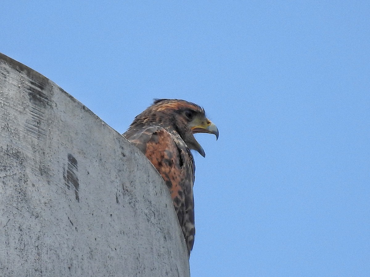 Harris's Hawk - ML646531333