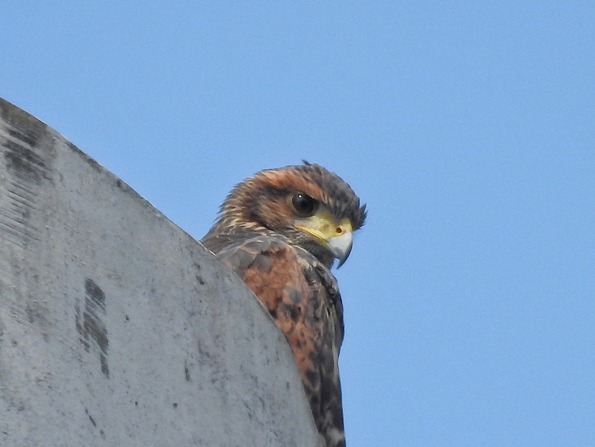Harris's Hawk - ML646531334