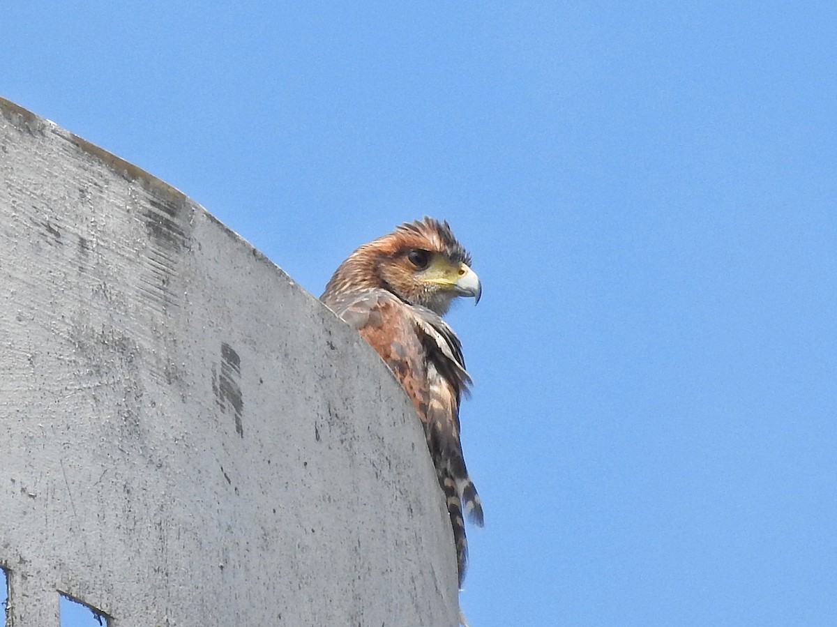 Harris's Hawk - ML646531335