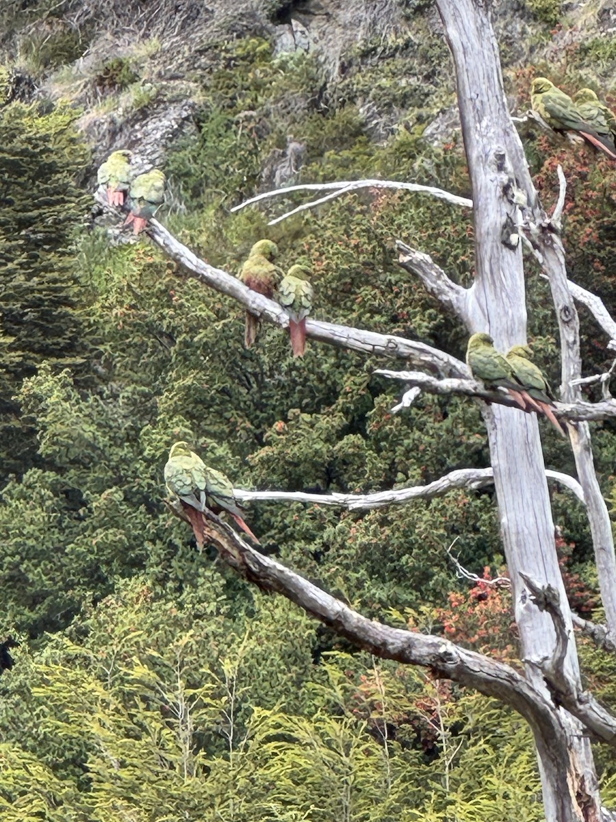 Macellan Papağanı - ML646531336