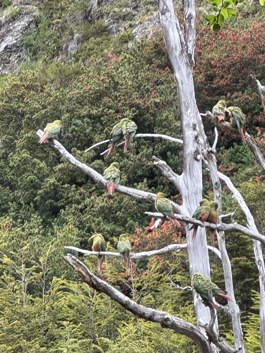 Macellan Papağanı - ML646531337