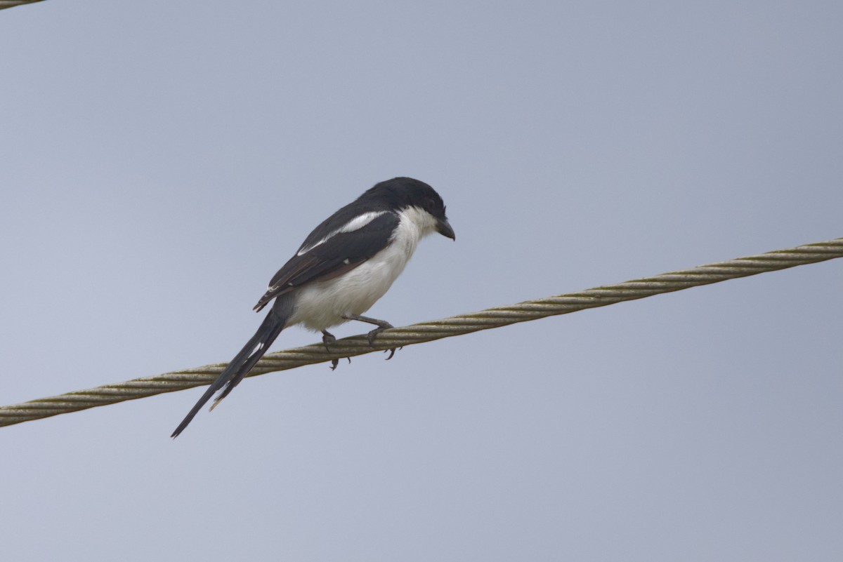 Саванный фискал - ML646531338