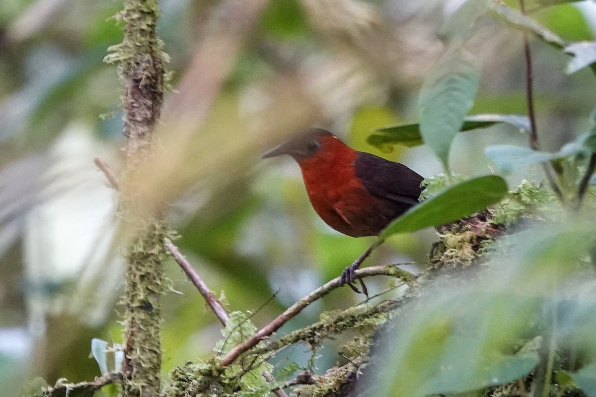Southern Chestnut-breasted Wren - ML646531339