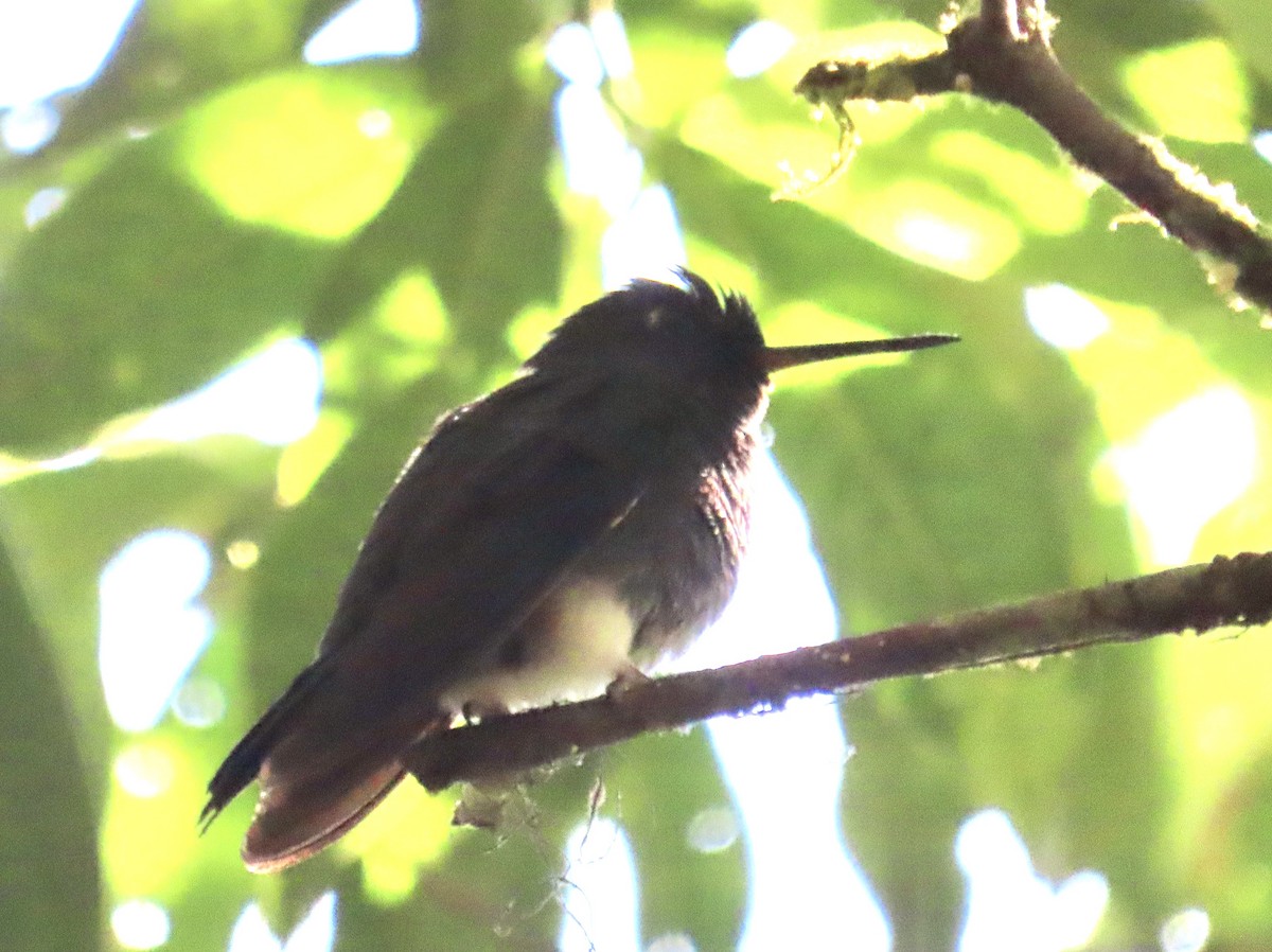 kolibřík zelenkavý - ML646531341