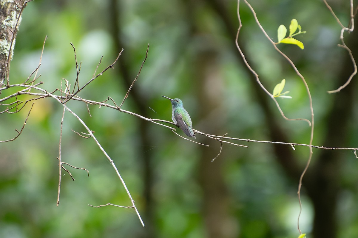 Mangrove Hummingbird - ML646531343