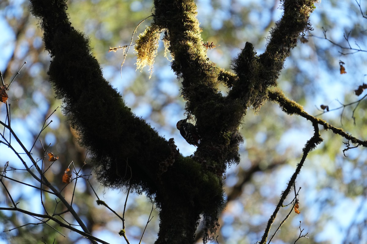 Сиккимский дятел - ML646531344