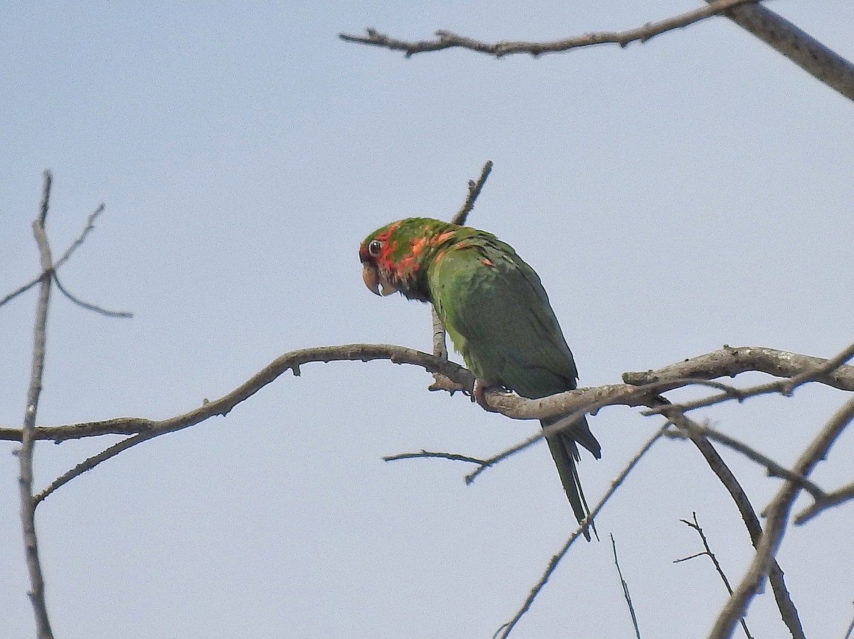 Mitred Parakeet - ML646531346