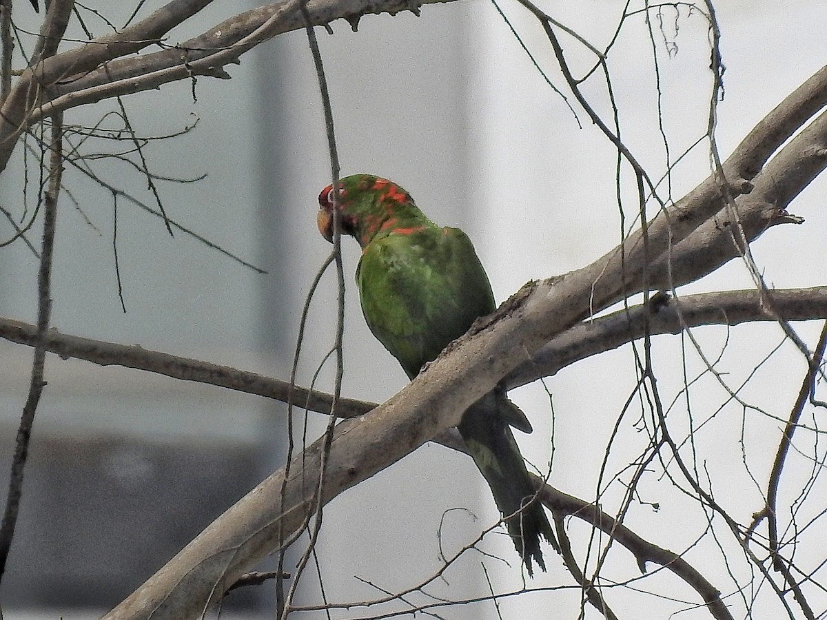 Mitred Parakeet - ML646531347