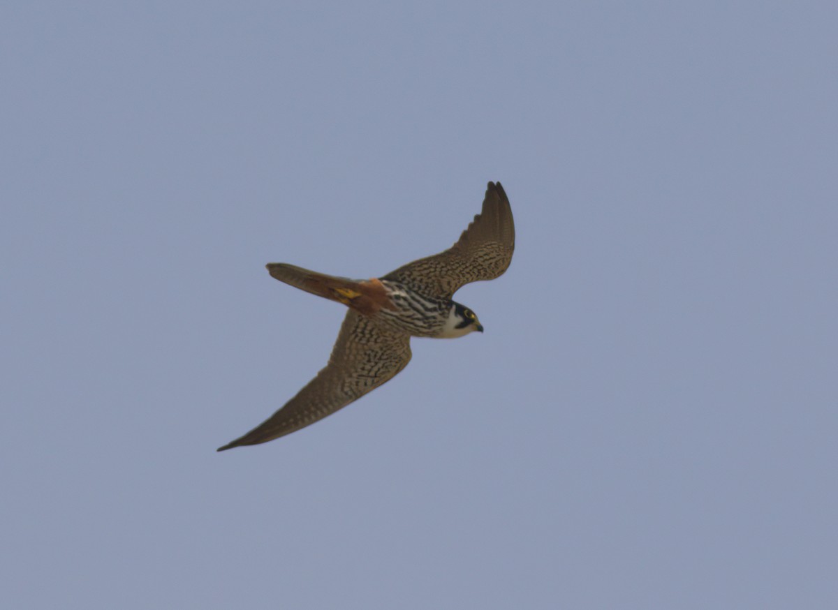 Eurasian Hobby - ML646531348