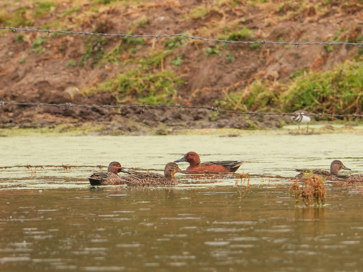 Cinnamon Teal - ML646531351