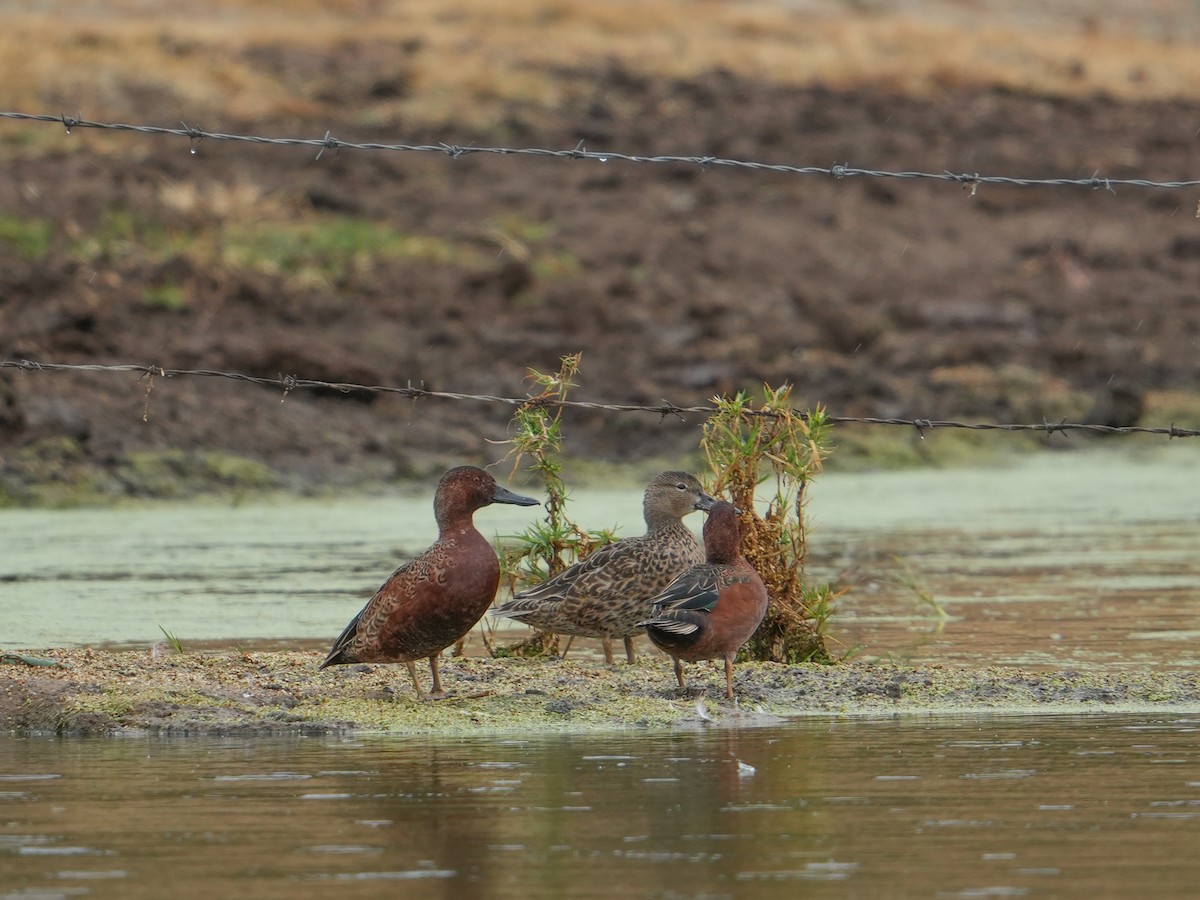 Cinnamon Teal - ML646531352