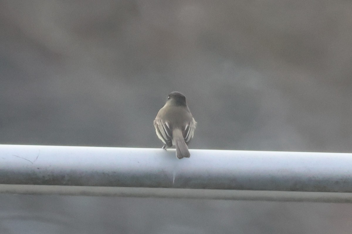 Eastern Phoebe - ML646531359