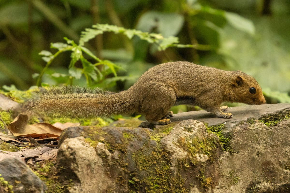 Black-striped Squirrel - ML646531362