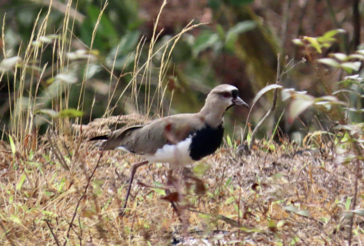 čejka jihoamerická - ML646531365