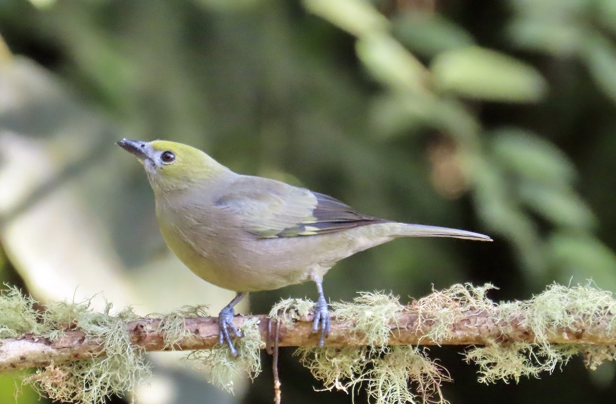 Palm Tanager - ML646531367