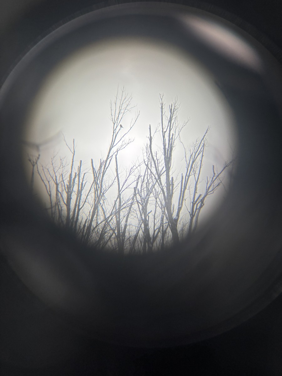 Northern Hawk Owl - ML646531368