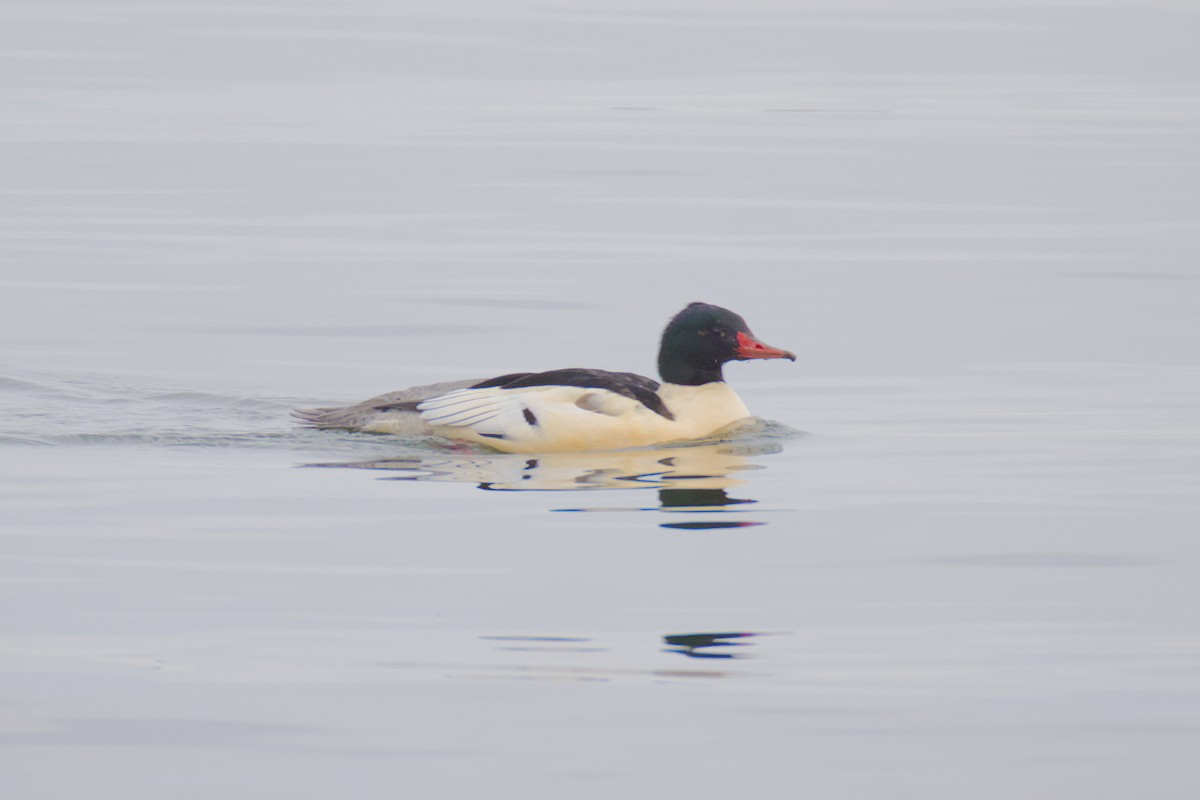 Common Merganser - ML646531369
