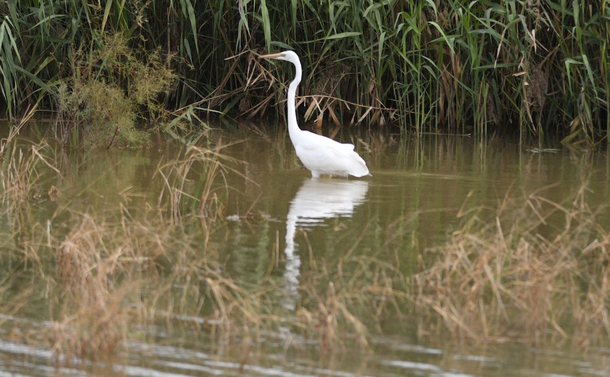 Garceta Grande - ML646531370