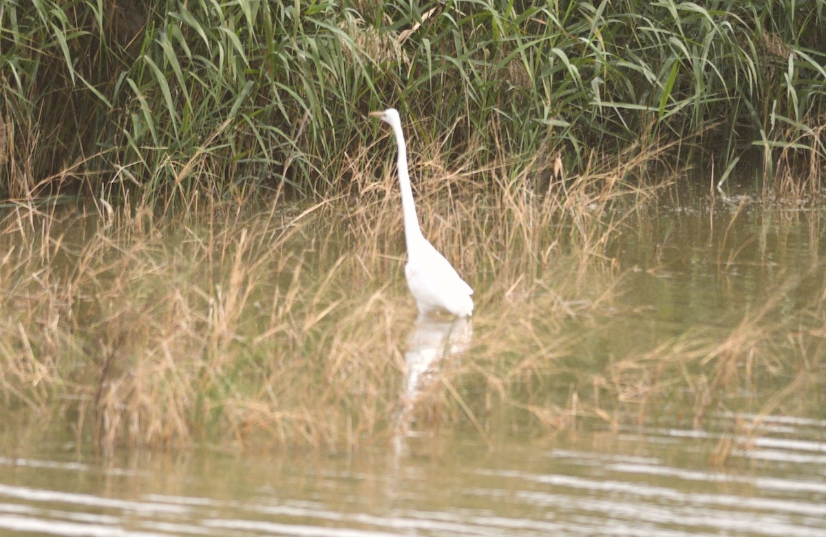 Garceta Grande - ML646531371