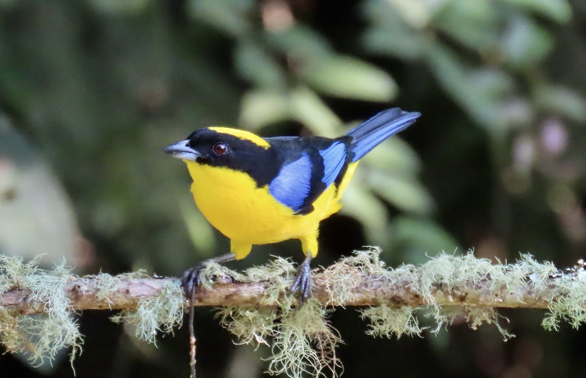 Blue-winged Mountain Tanager - ML646531373