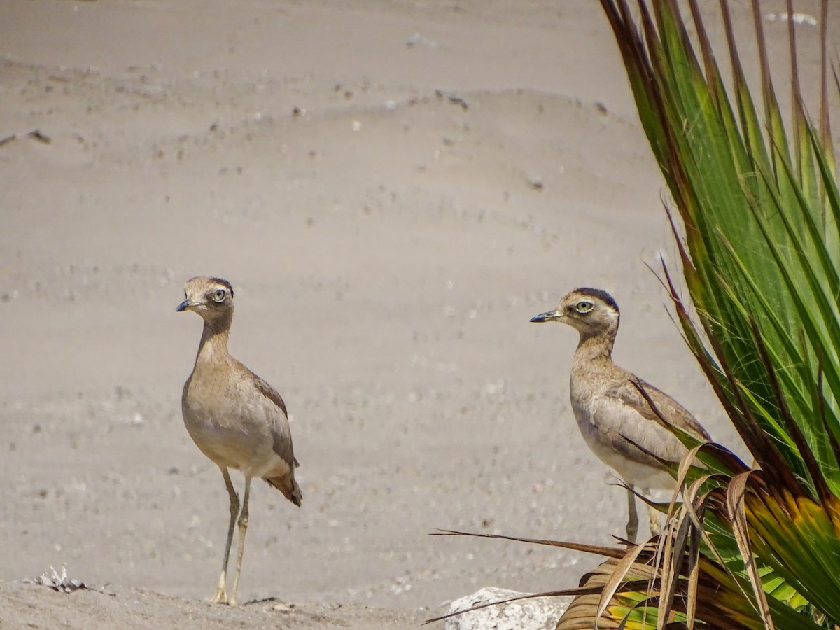 Peruvian Thick-knee - ML646531375