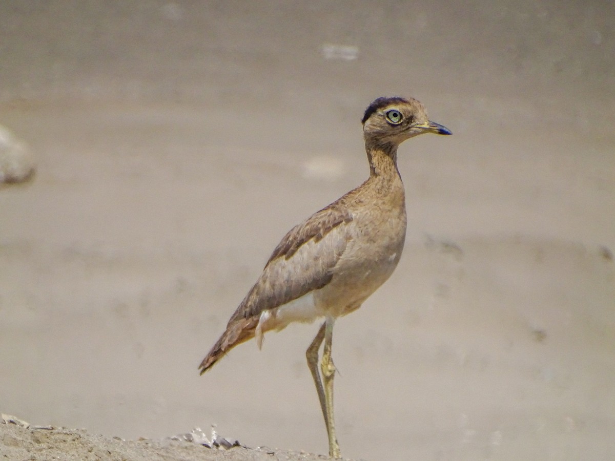 Peruvian Thick-knee - ML646531376