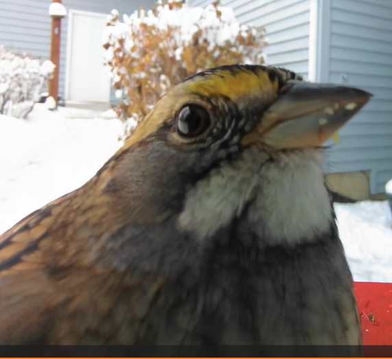 White-throated Sparrow - ML646531377