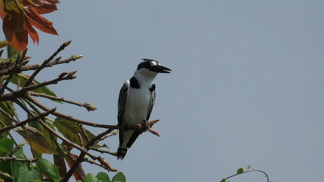 Pied Kingfisher - ML646531378