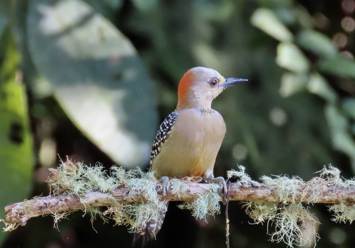 datel kápový - ML646531380