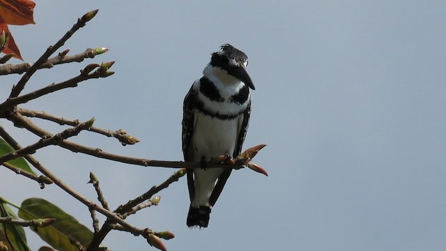 Pied Kingfisher - ML646531381