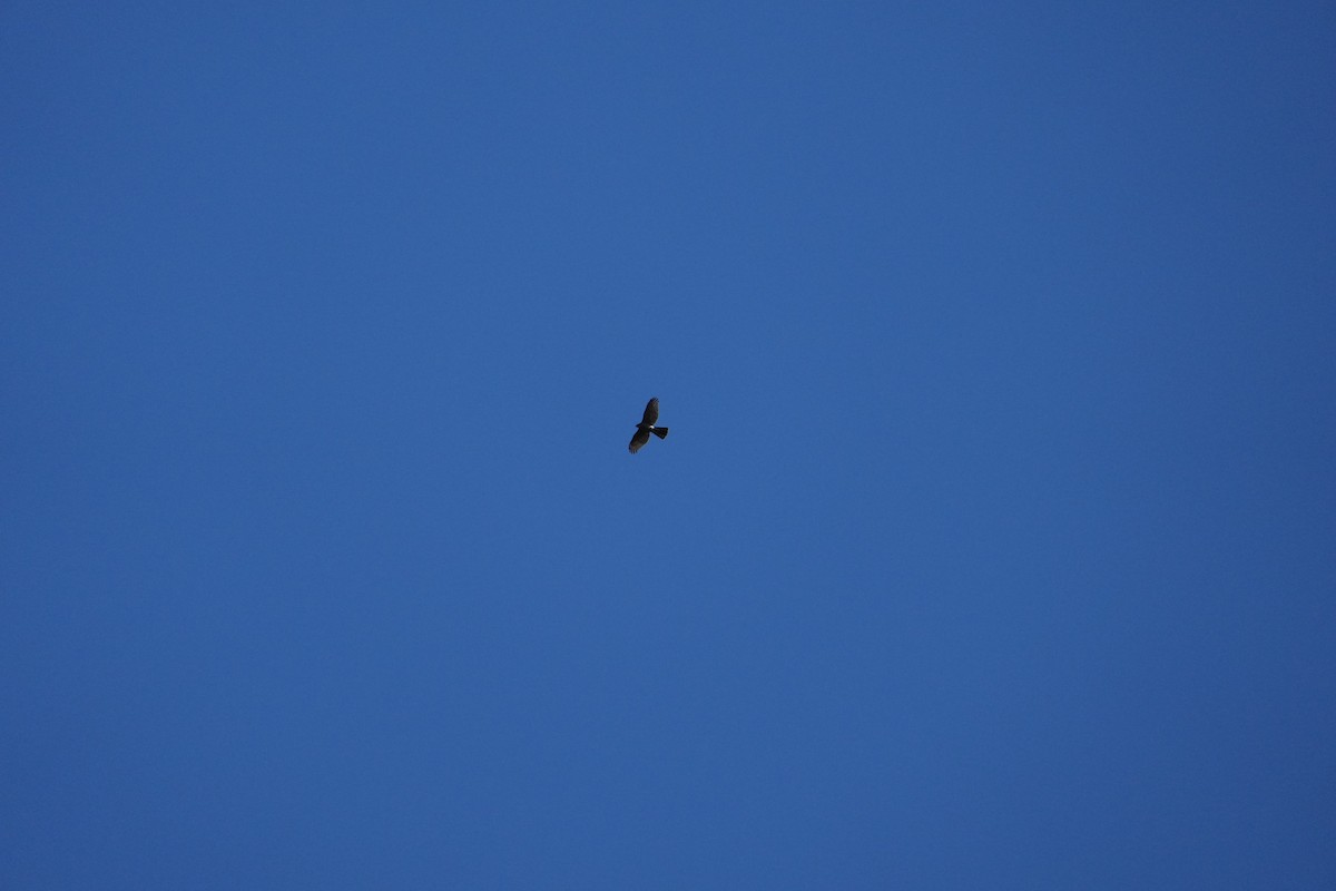 北雀鷹 - ML646531384