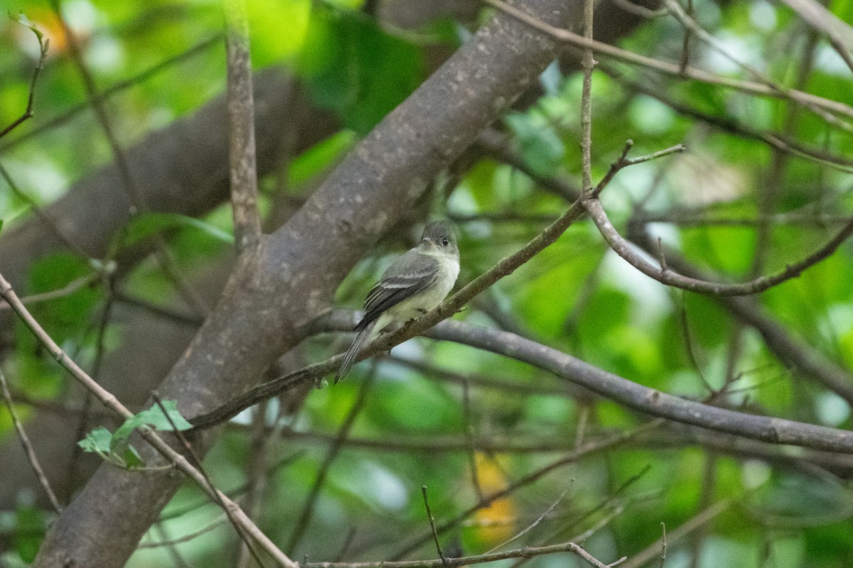 Northern Tropical Pewee - ML646531386