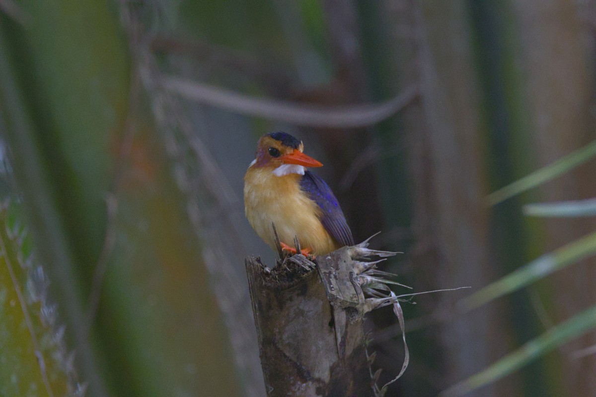 Крошечный зимородок - ML646531388