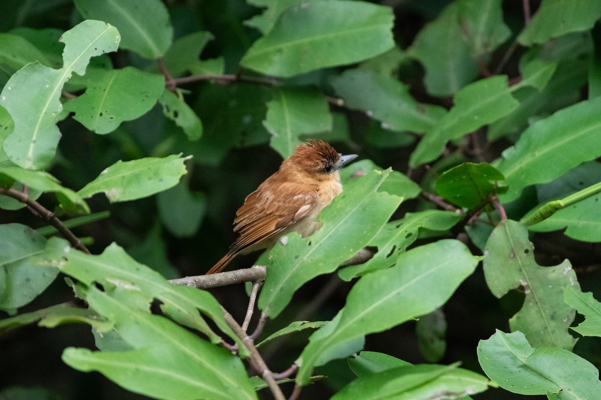 Cinnamon Becard - ML646531389