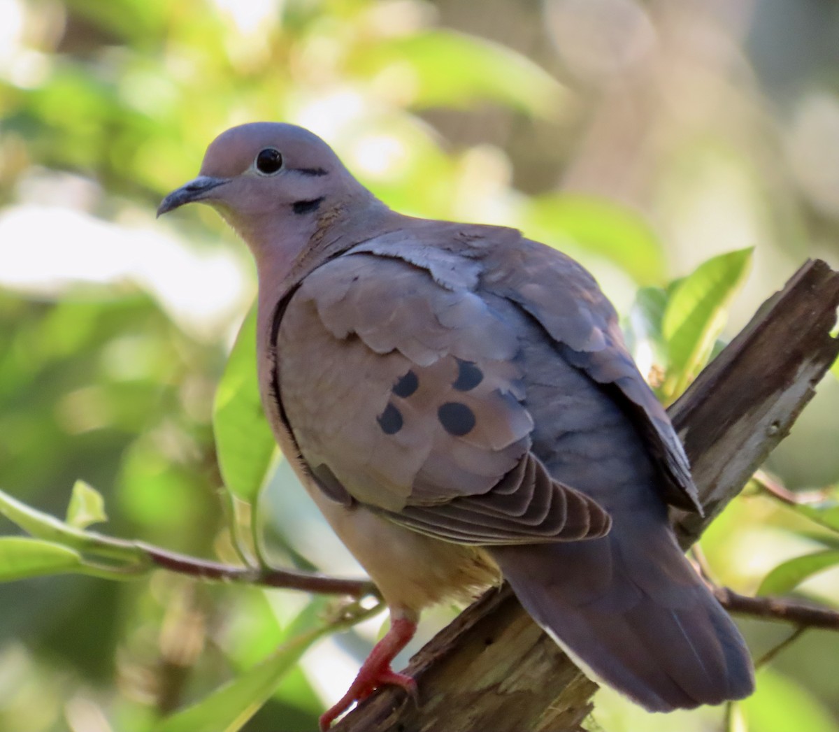 hrdlička černouchá - ML646531390