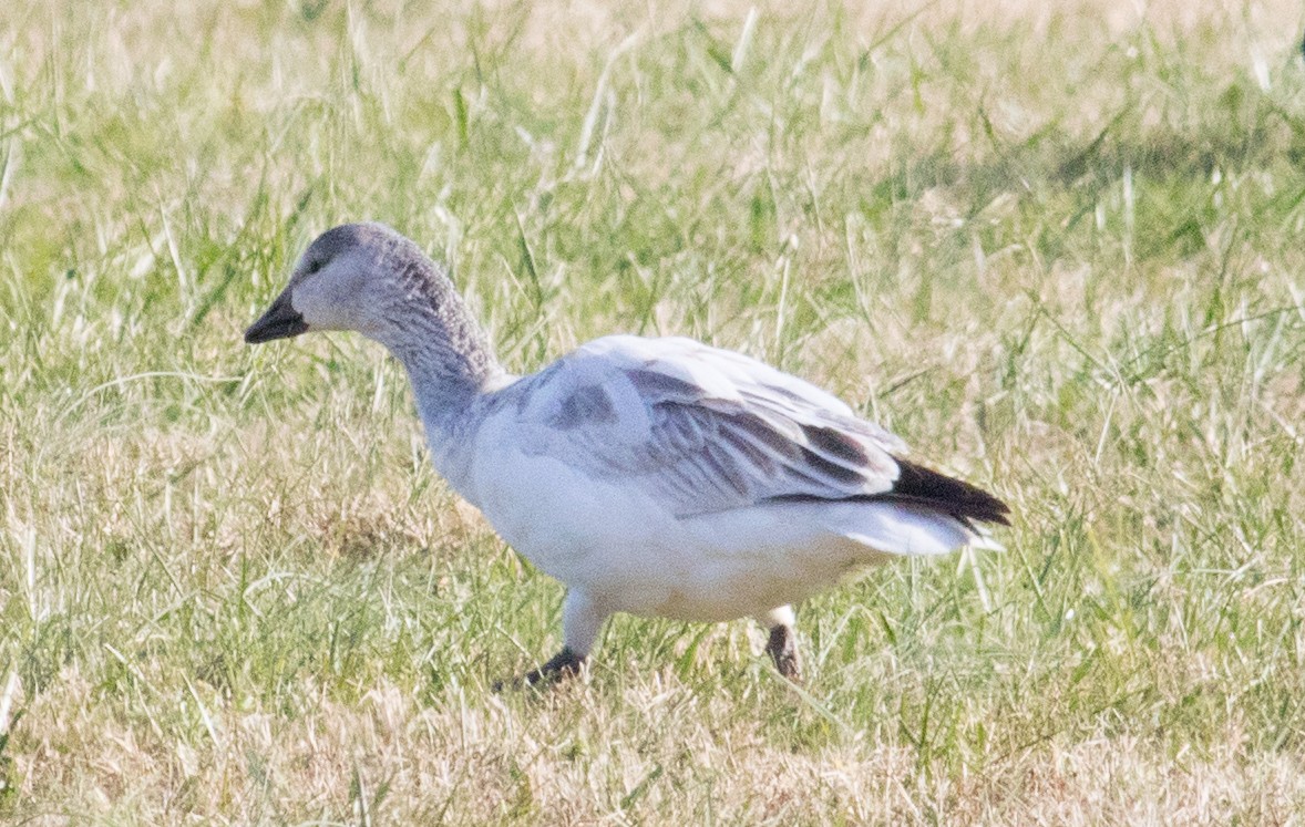 ハクガン - ML646531391