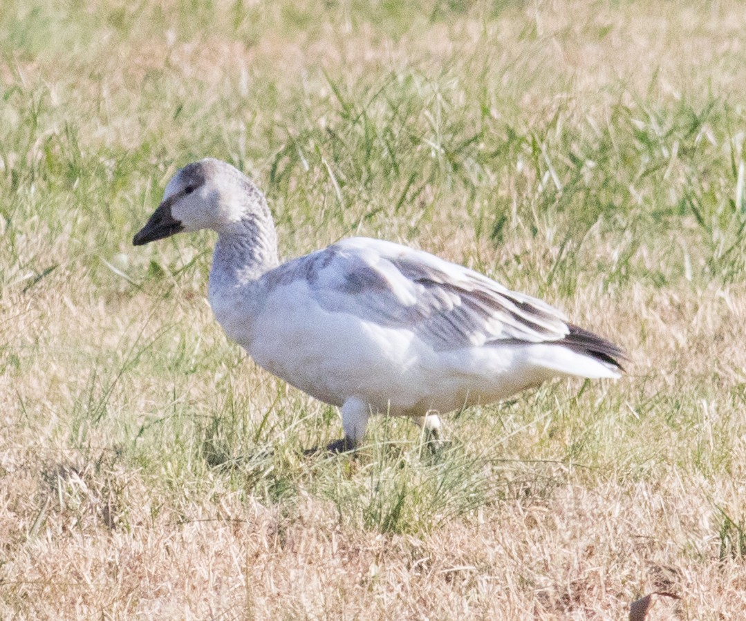 ハクガン - ML646531392