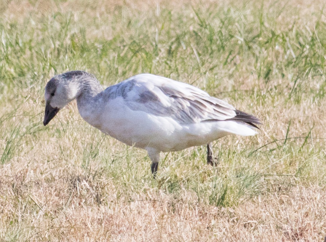 ハクガン - ML646531393