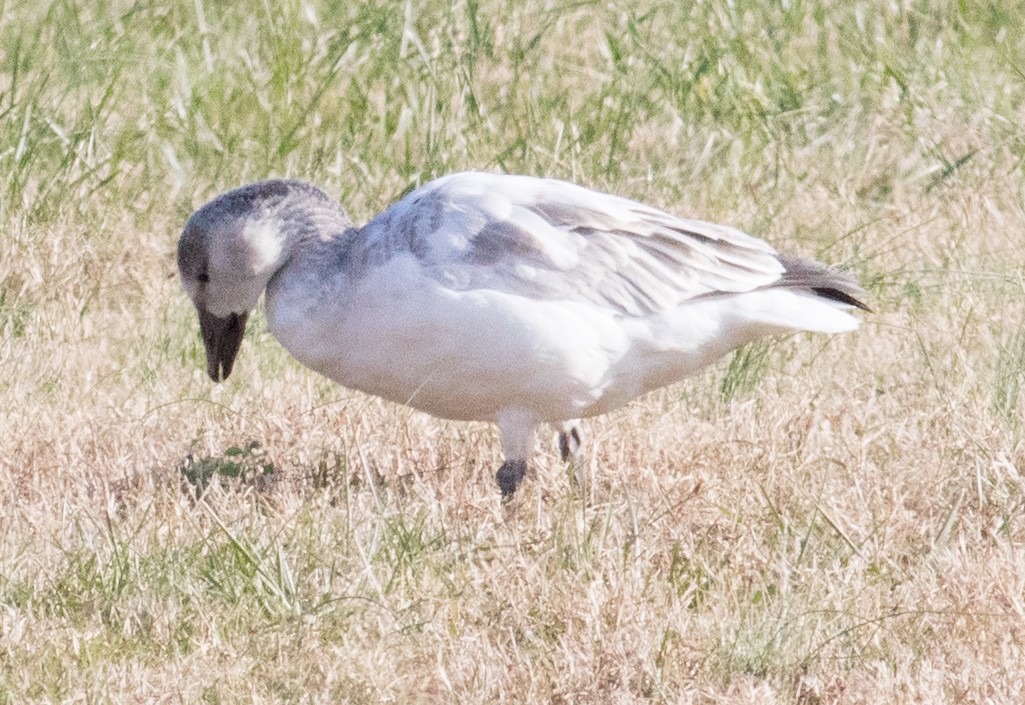 ハクガン - ML646531394