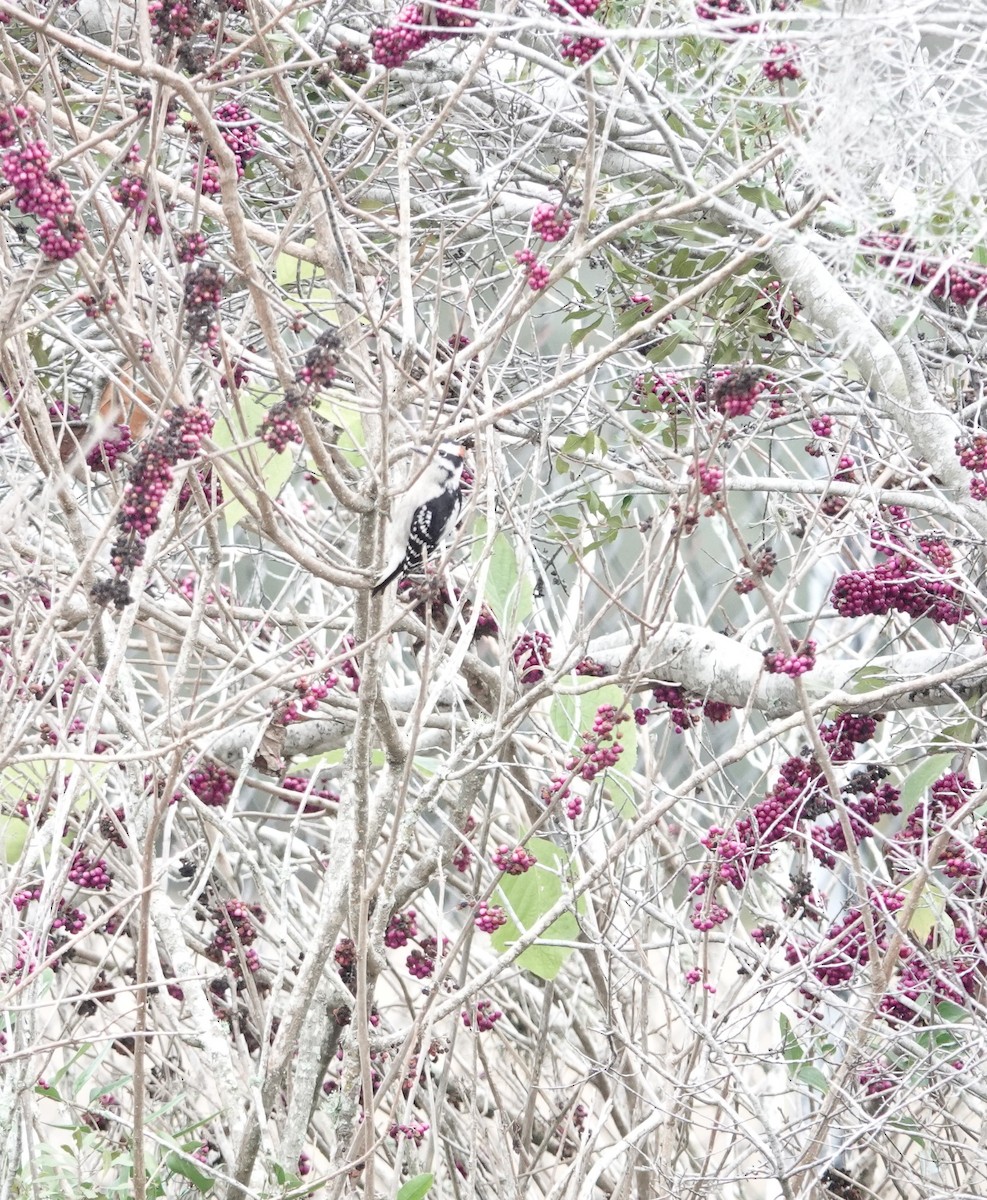 Downy Woodpecker - ML646531395