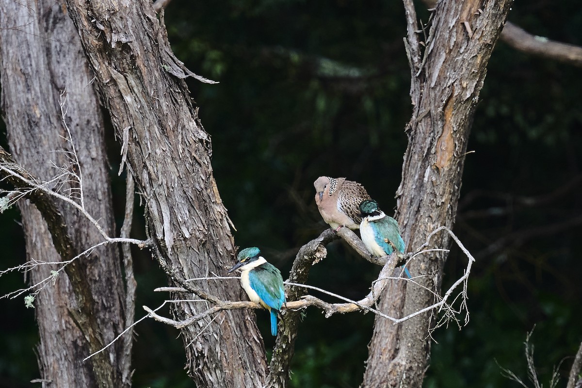 Sacred Kingfisher - ML646531396