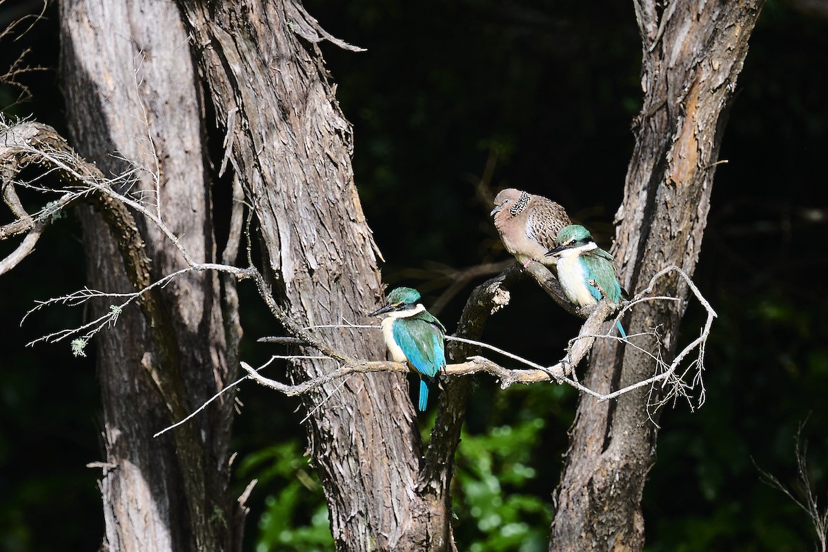 Sacred Kingfisher - ML646531397