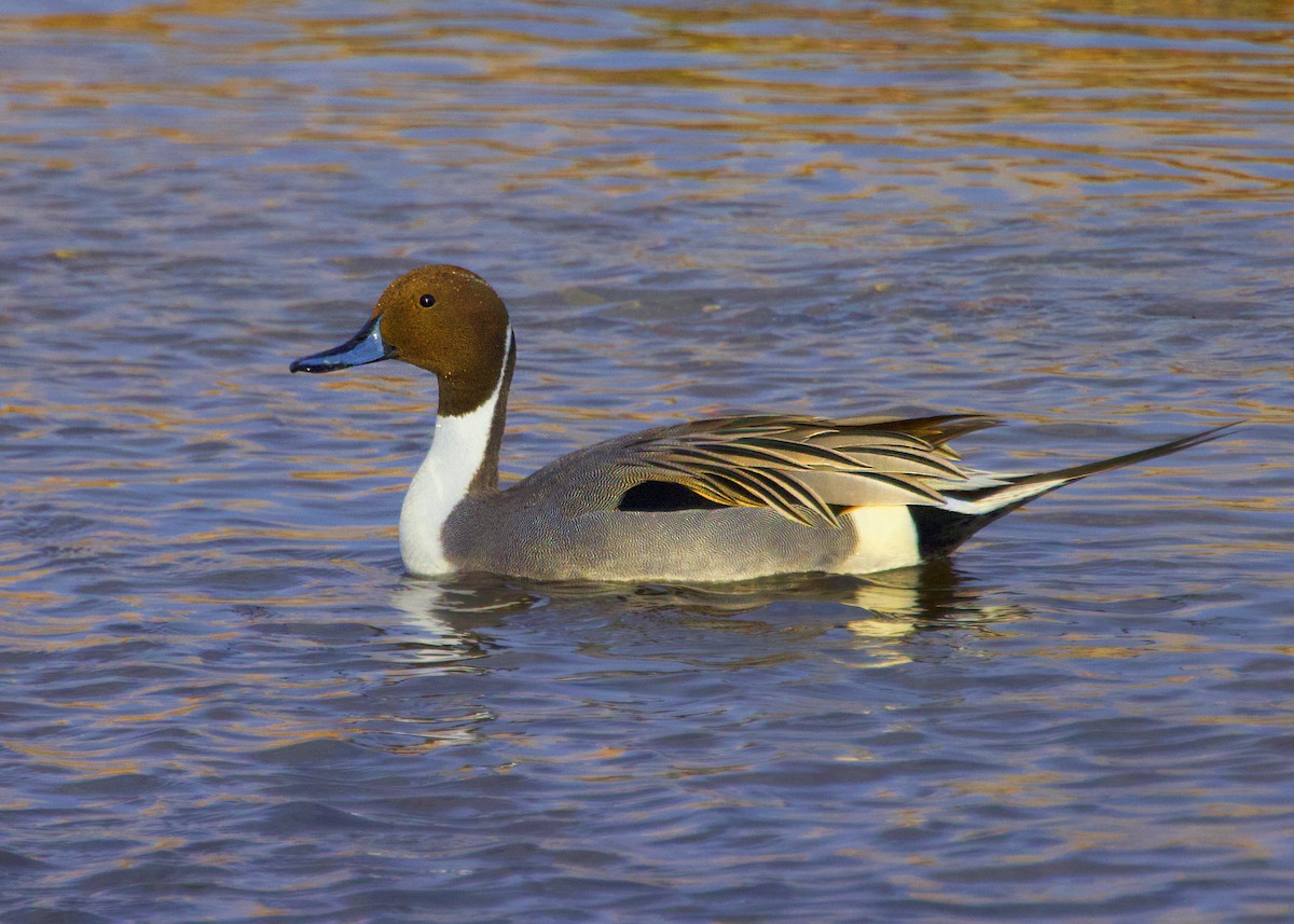 Codone - ML646531399