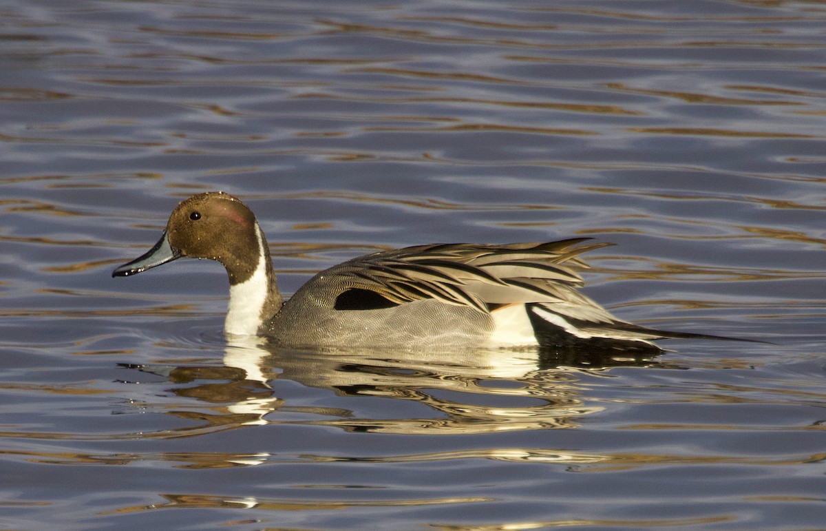 Codone - ML646531400