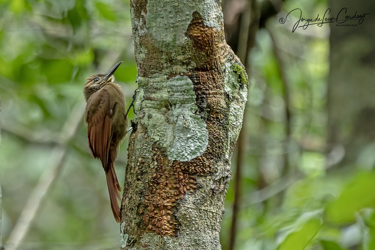 Plain-brown Woodcreeper - ML646531402