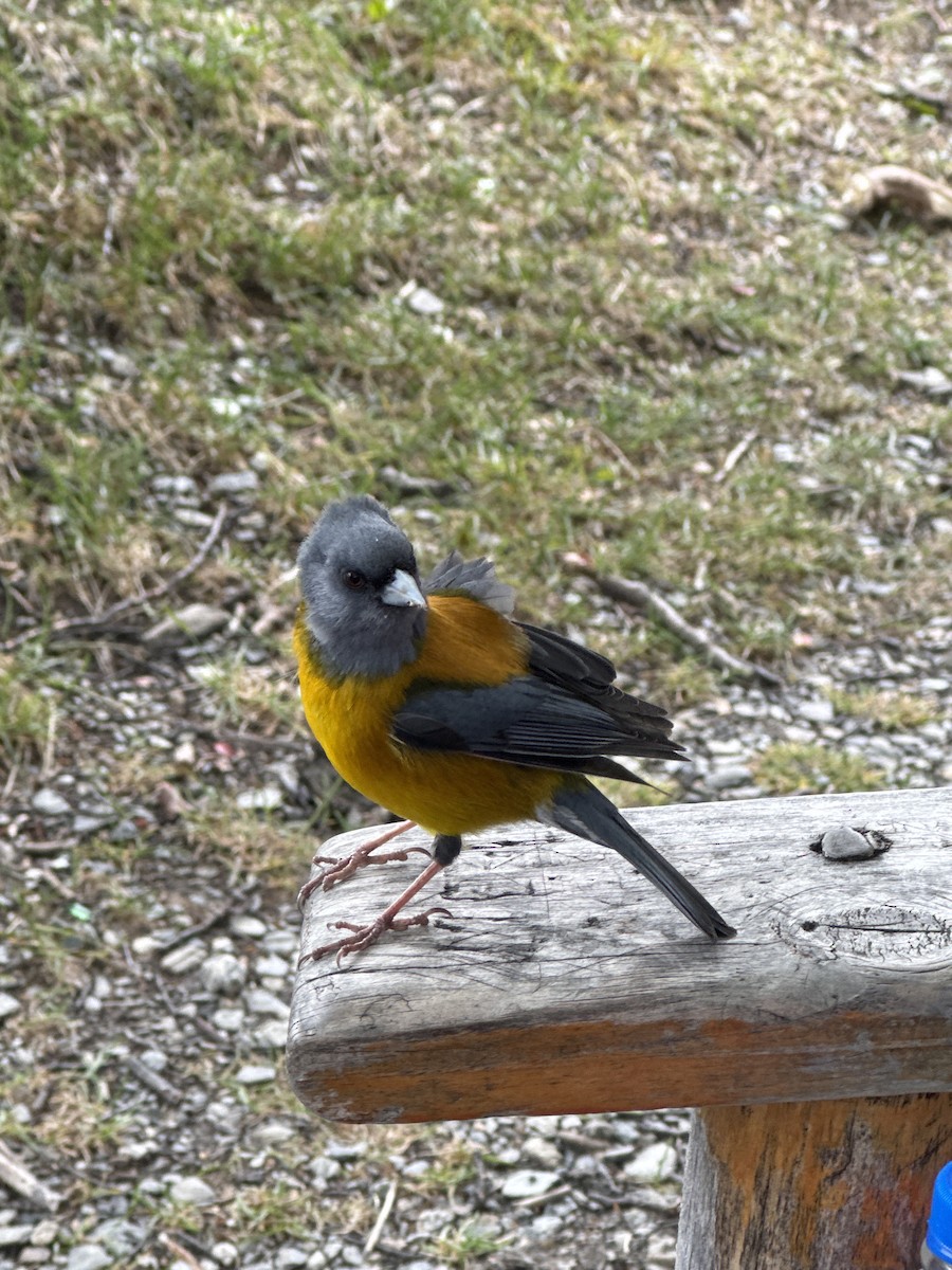 Patagonya And İspinozu - ML646531404