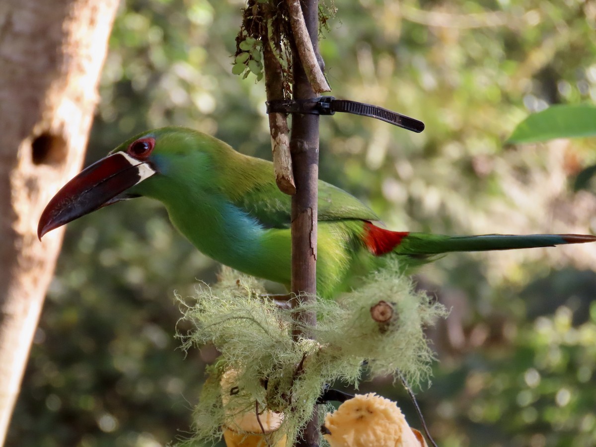 arassari rudokostřečný - ML646531407