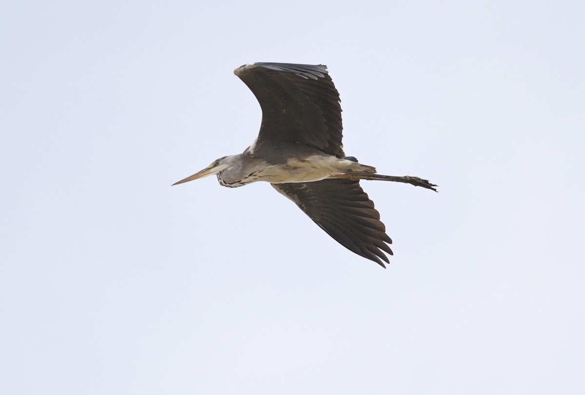 Garza Real - ML646531409