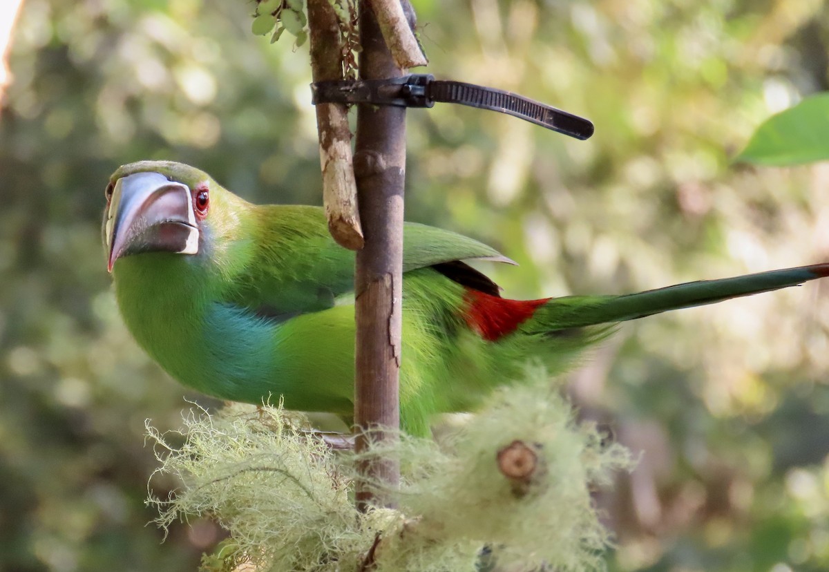 arassari rudokostřečný - ML646531413